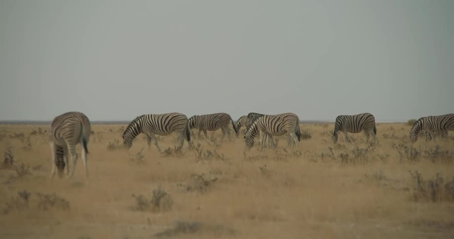 A herd of zebras grazes on brown grass in the field