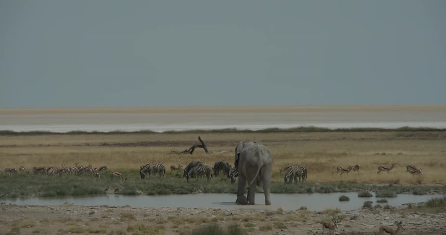 An elephant splashes water around in the pond