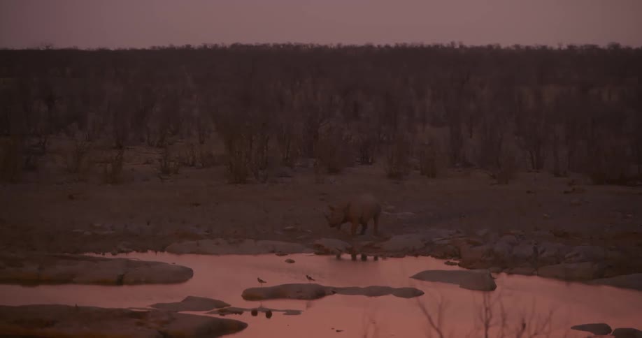 Rhinoceros drinking from a lake in the savanna