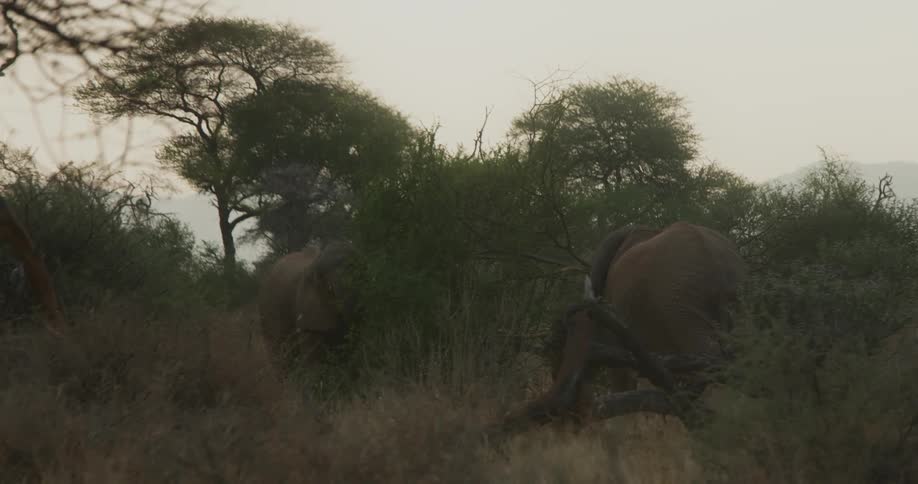 Two elephants in the jungle in the morning