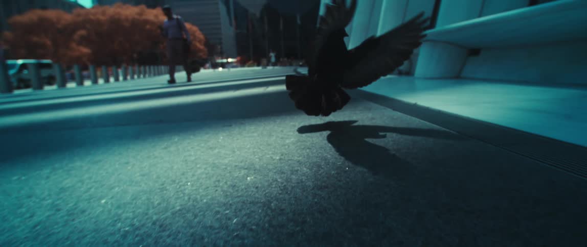Pigeon takes flight from a sidewalk soaring above the street with casual grace