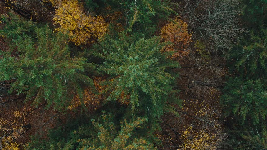 Top view of a forest in different tones and colors