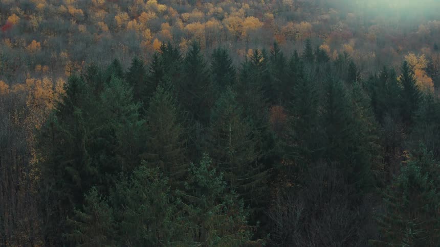 Aerial of pine forest changing leaves during autumn