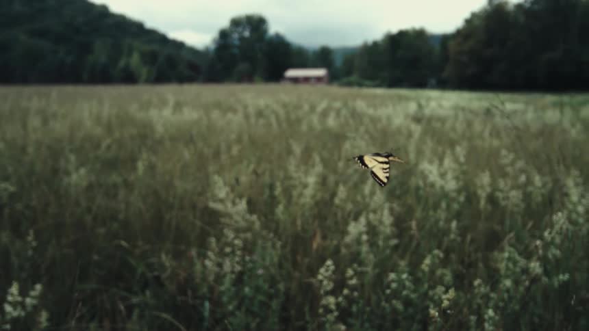 A butterfly flies over the field