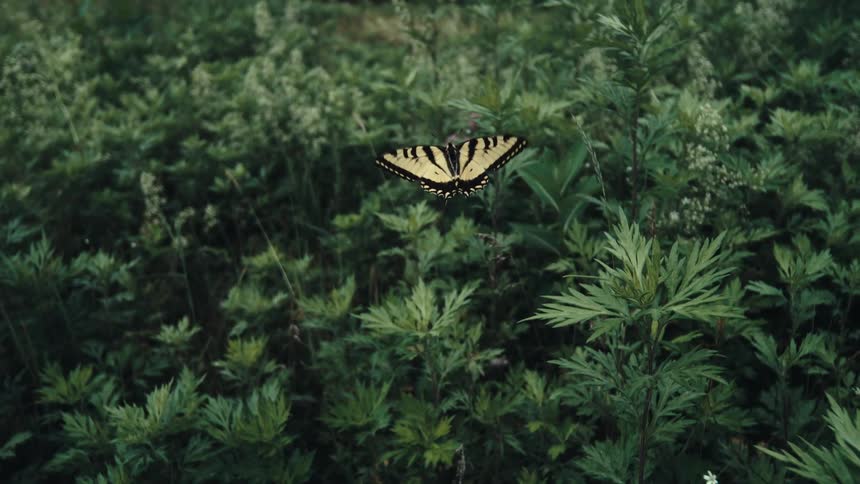 A butterfly landing on plants in a field
