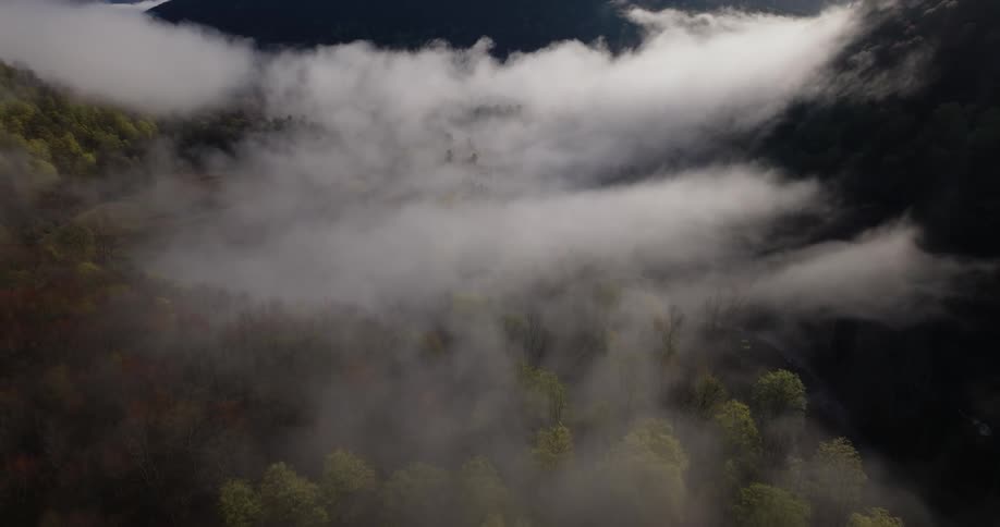 A forest region of trees with a great fog hanging over them