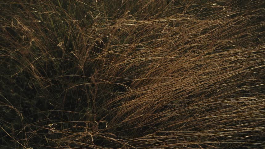 Tall untamed grass sways gracefully in the wind dancing with the breezes gentle rhythm