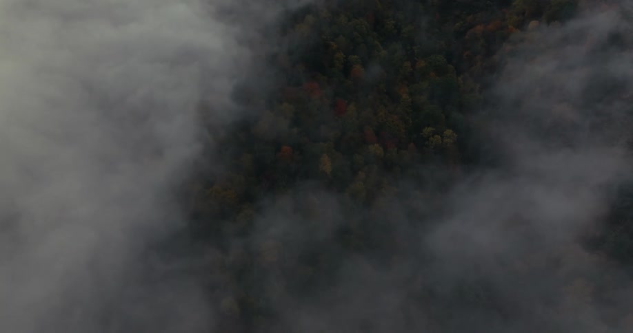 Aerial of a forest covered in fog during the early morning