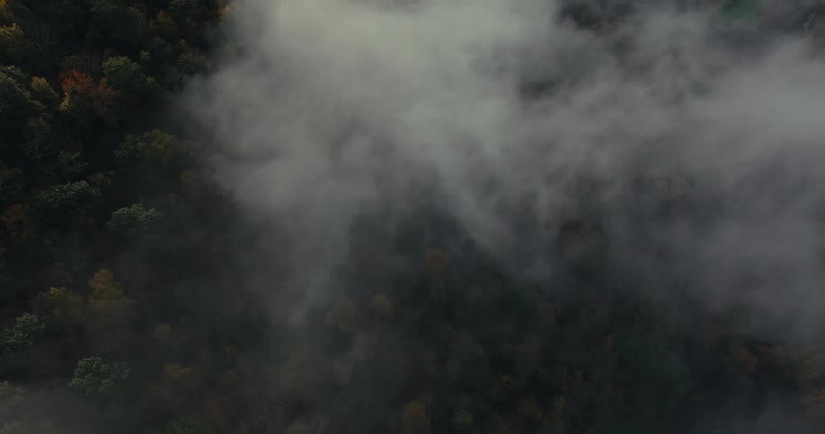Aerial of a forest covered in fog