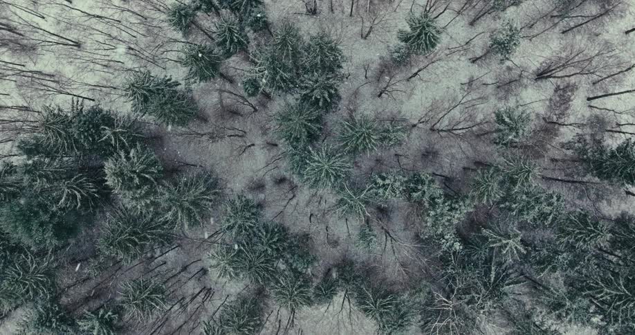 Top view of a forest on a day that is snowing from bottom to top in rewound
