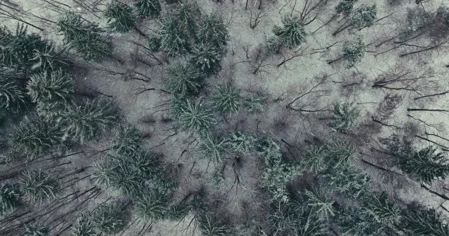 Uiim region with several trees and it is snowing