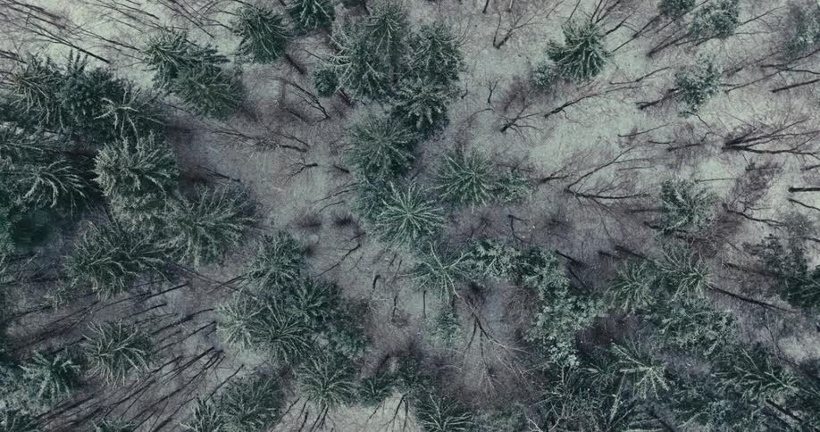 Top view of a forest on a snowy day