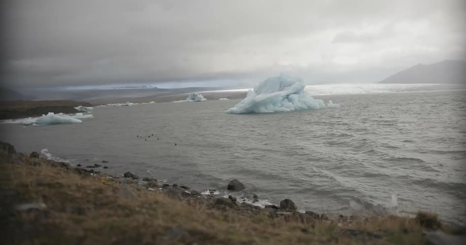A group of small birds float on the tide near a shoreline and ice-bergs