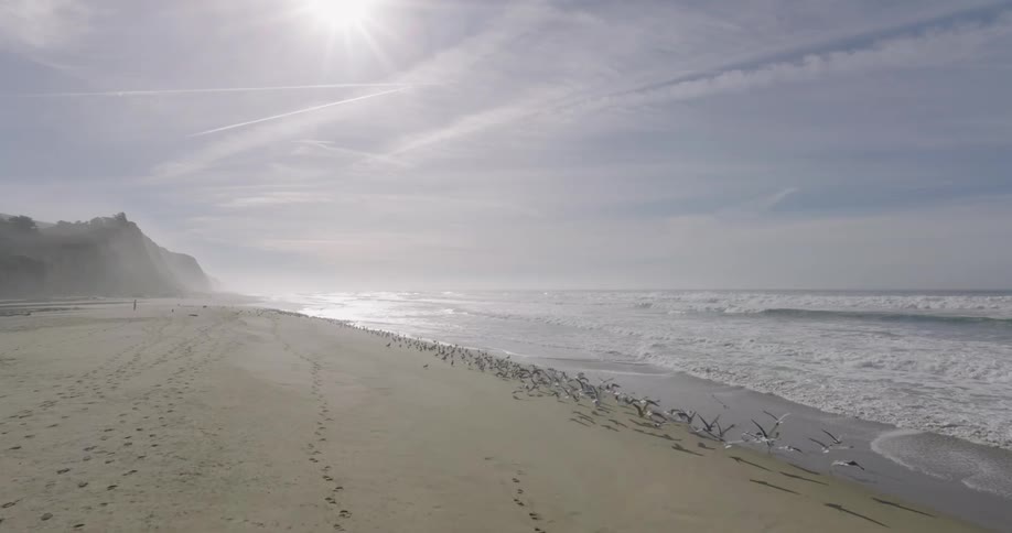 Panorama of a beach during the day with birds at the shore