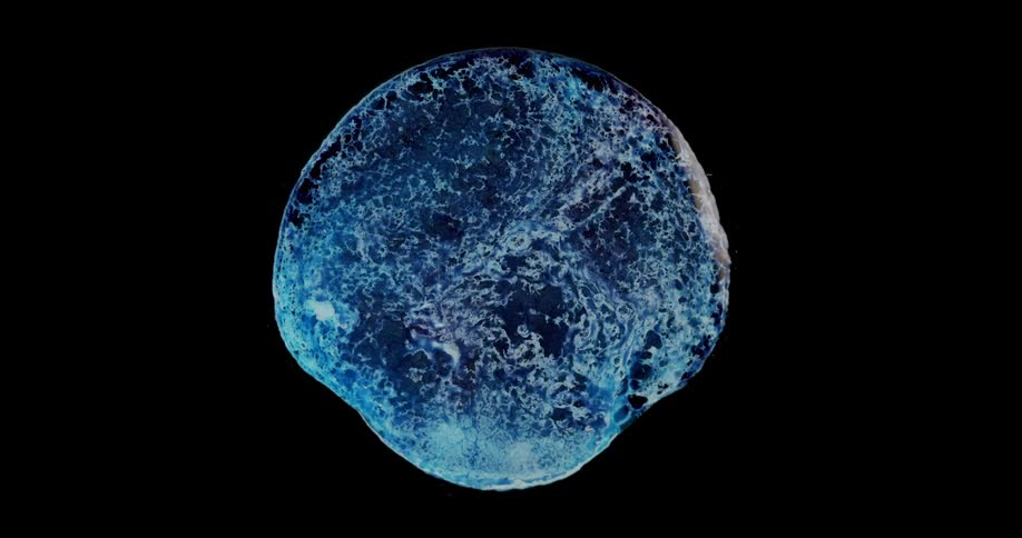 Blue and white liquid swirls through blob floating against a black background