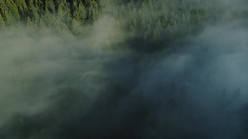 The sun reflects off of fog covering a dense forest of tall green pine trees in the morning