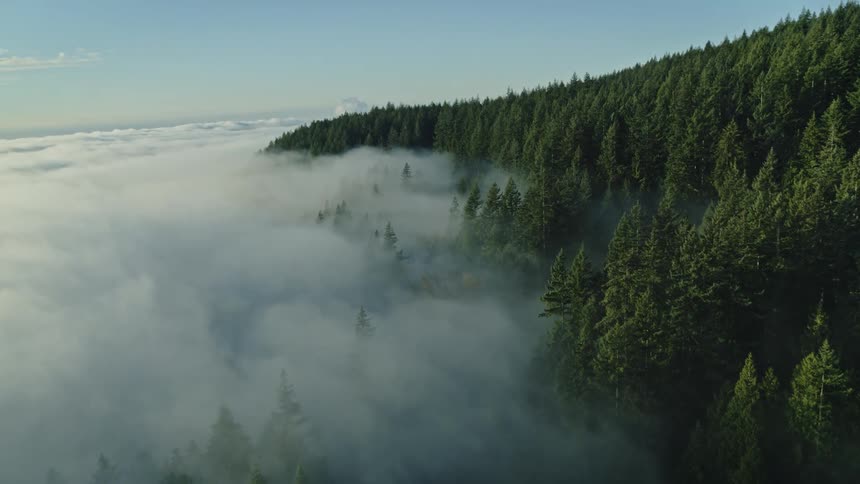 The fog rolls over the mountain trees on a sunny morning