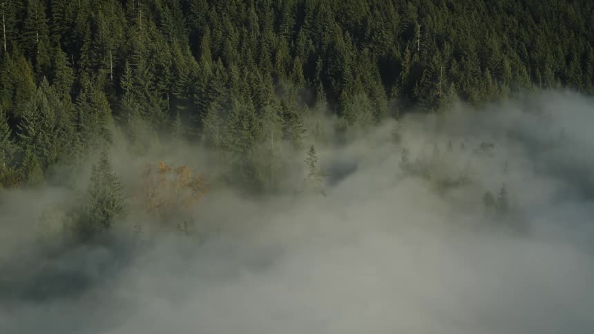Aerial of forest with pine trees during a foggy morning