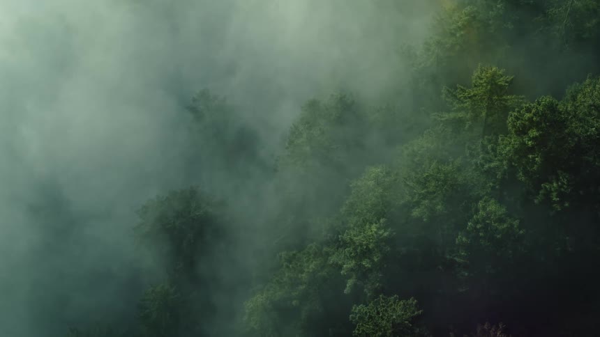 Aerial of jungle trees covered by fog