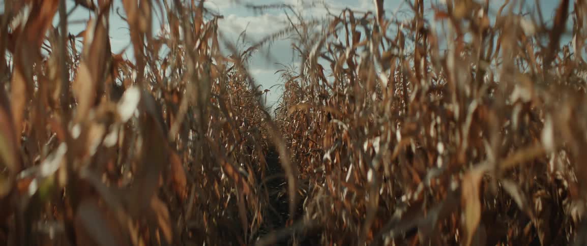 Sweeping perspective of a dry cornfield in afternoon daylight