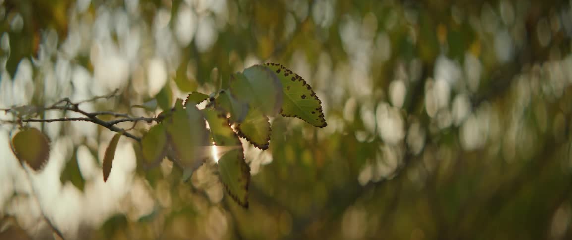 Sunlight flickers through tree leaves at sunset