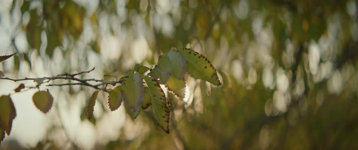 Closeup of branches with leaves and the sunlight shining in the late afternoon