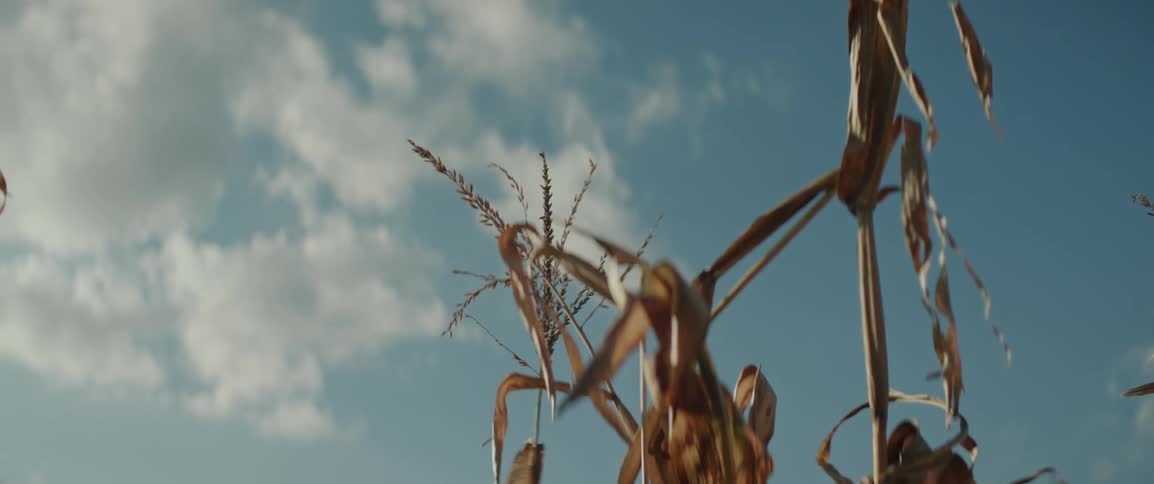 Closeup of dry corn stalks on a day with blue sky and clouds