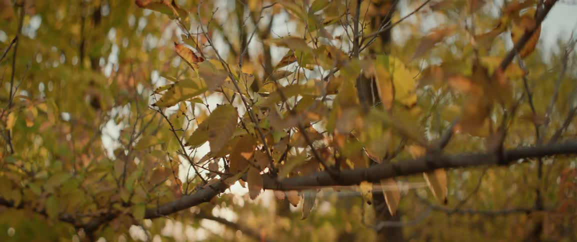 Closeup of tree branches in fall with yellow leaves and sunlight flickering