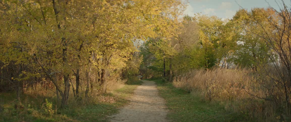 Dirt path through a forest of trees in bright fall colors
