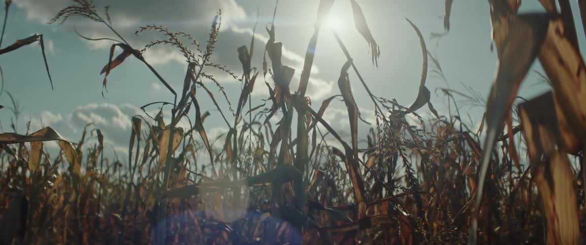 A dried corn field blowing in the wind as sun flickers through