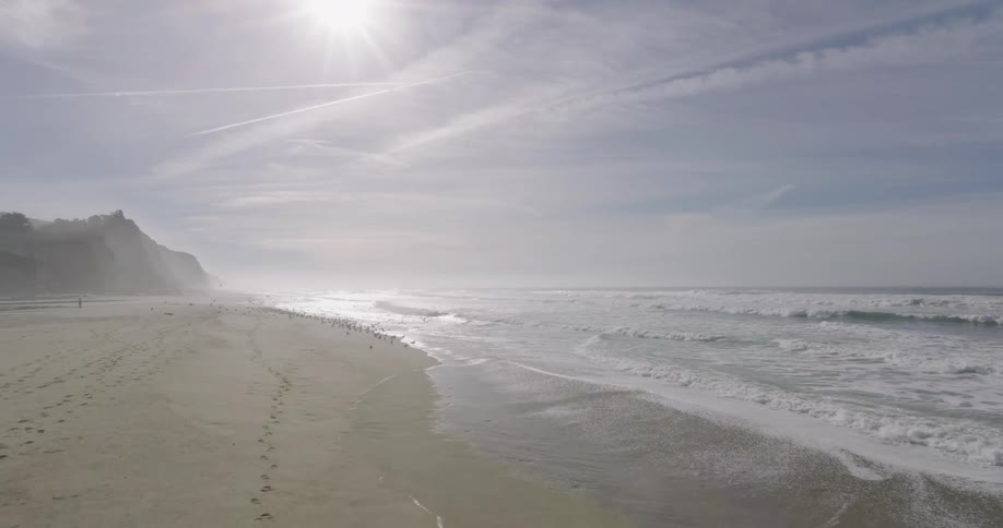 Aerial view of a flock of seagulls in the beach coastline