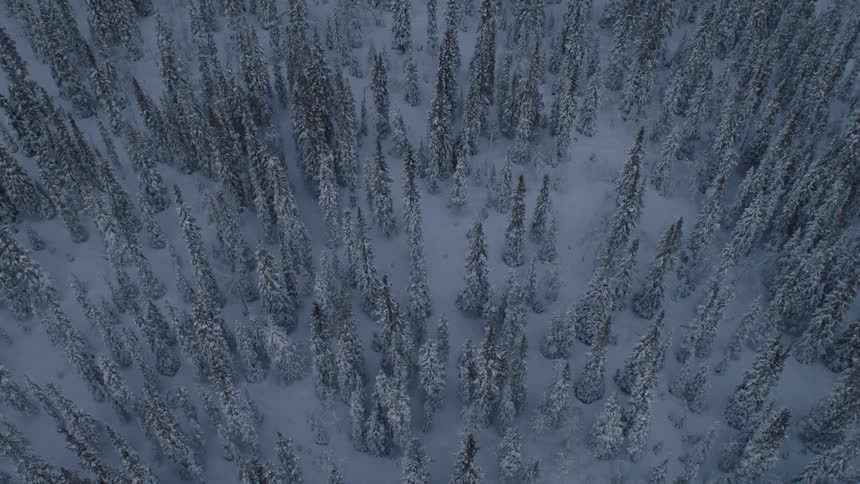 Aerial view of a snow covered forest