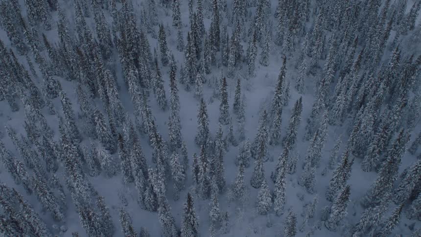 A forest of pine trees stands in a still, snow-covered landscape