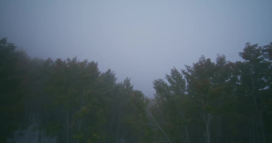 Heavy fog is on the forest and shore