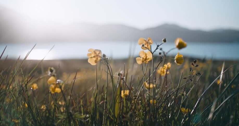 A close up clip of yellow flowers