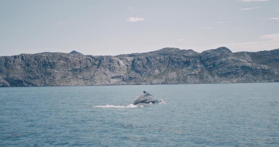 A clip of a whales in the sea