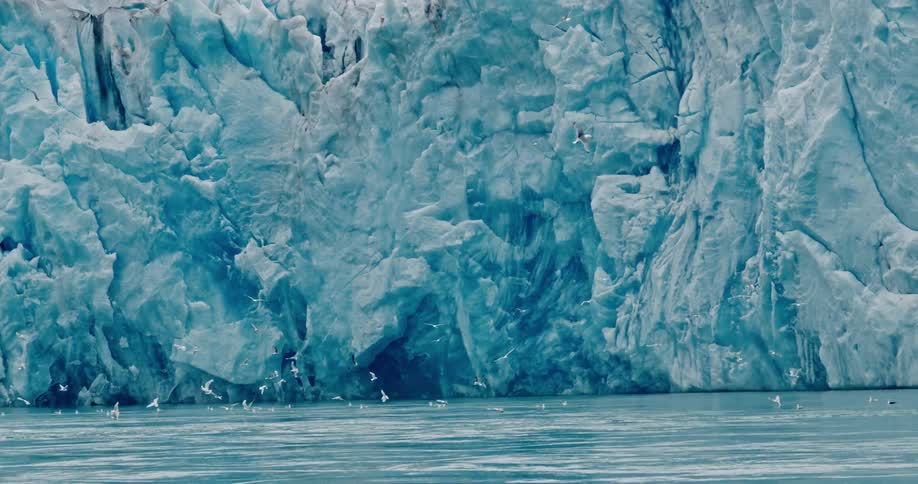 Series of birds flying around the arctic sea next to a glacier
