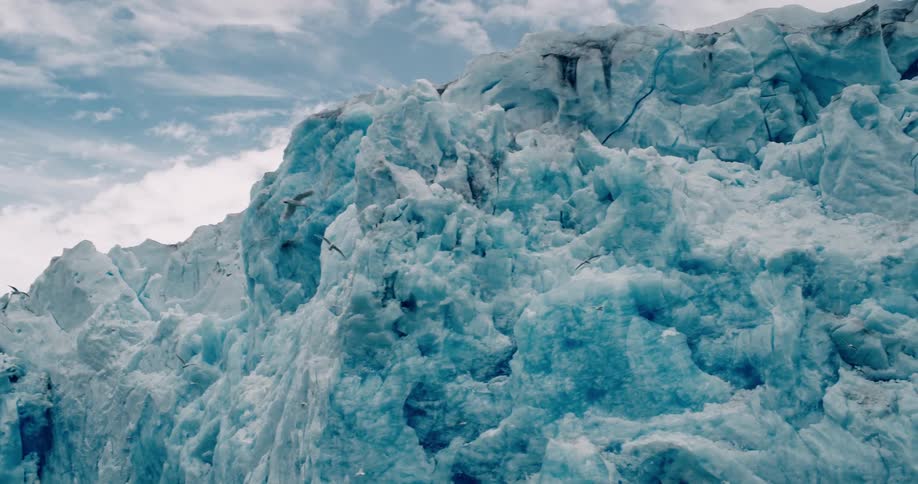 Birds flying over natural landscapes with polar ice caps