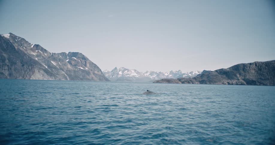 Marine life in the ocean next to the mountains