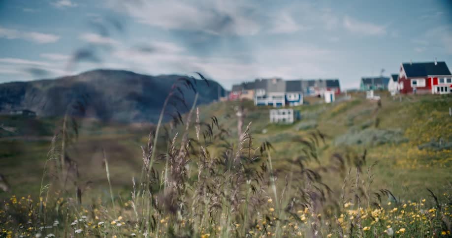 Grass wave in the wind next to a village in Greenland
