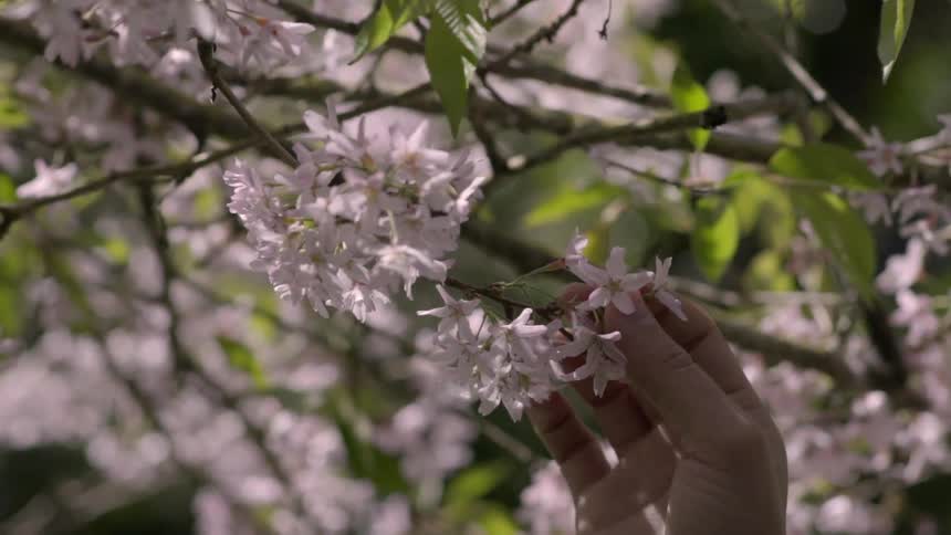 A hand reaches up to pluck a cherry blossom from a branch