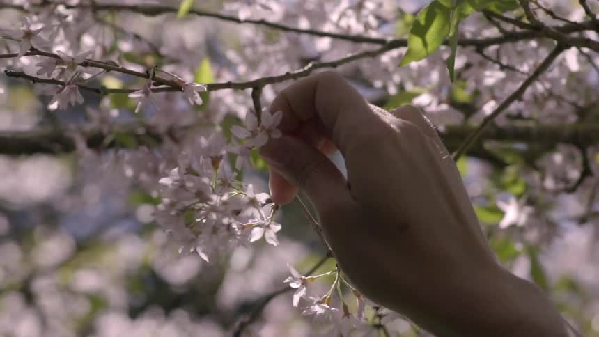 Person picking pink flower blossoms from tree