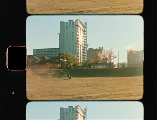View of dogs in a field next to a city