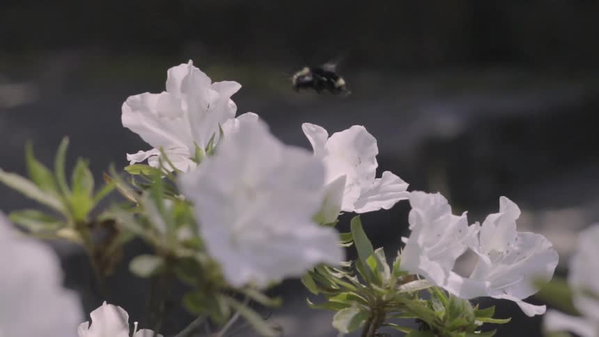 A bee flies away from white flowers