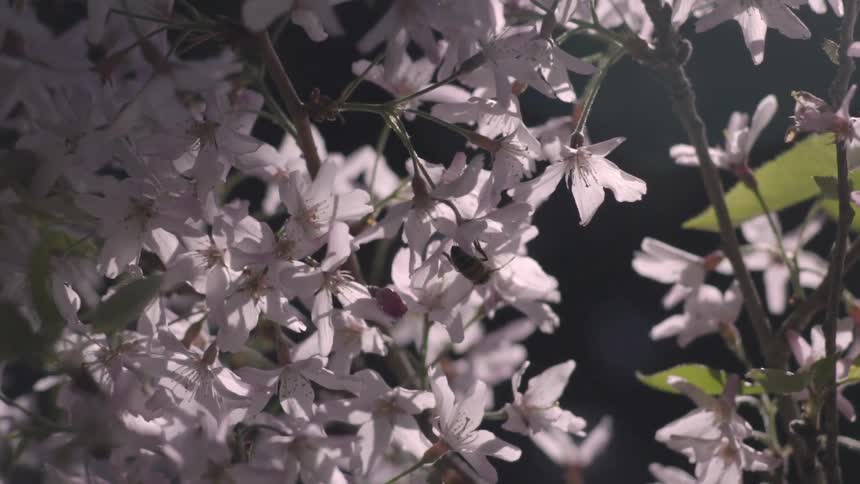 A bee harvests a blossom on a tree