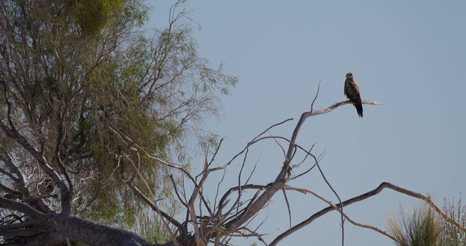 A small bird on a branch of a tree in nature