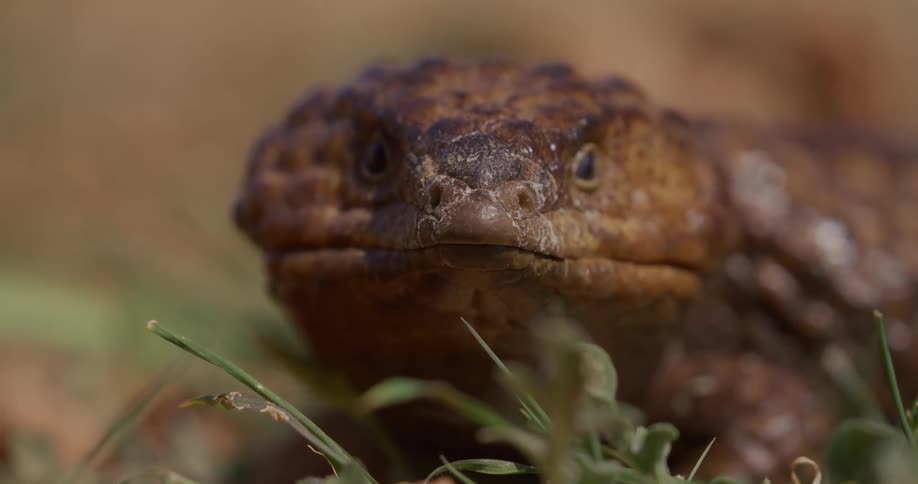 Closeup of lizard in nature on a sunny day
