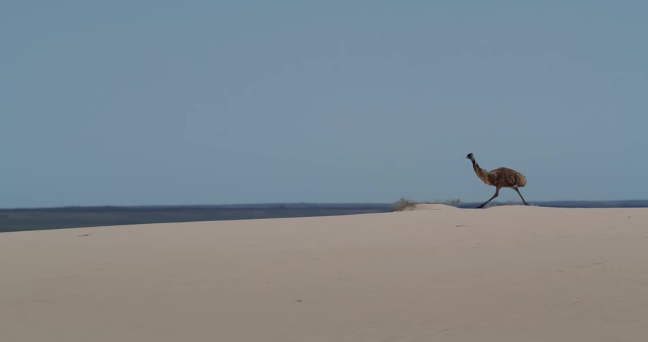 An Emu running to the left in an area with a lot of sand and some vegetation