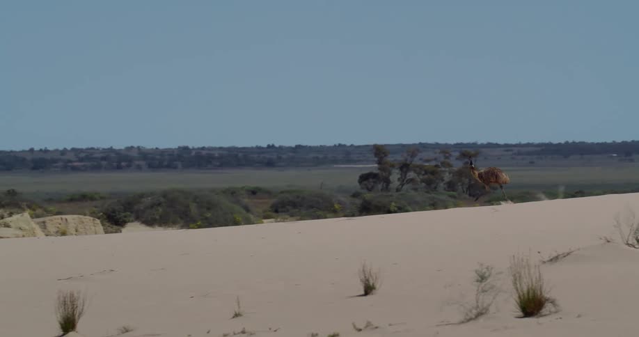 Emu running amidst a dune in the desert