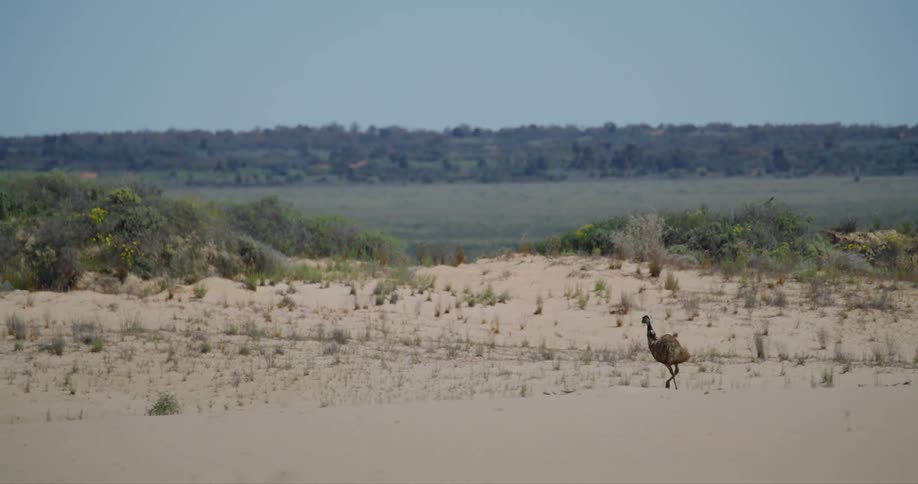 An australian emu running over sand dunes